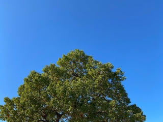 この樹とお青空の大好き