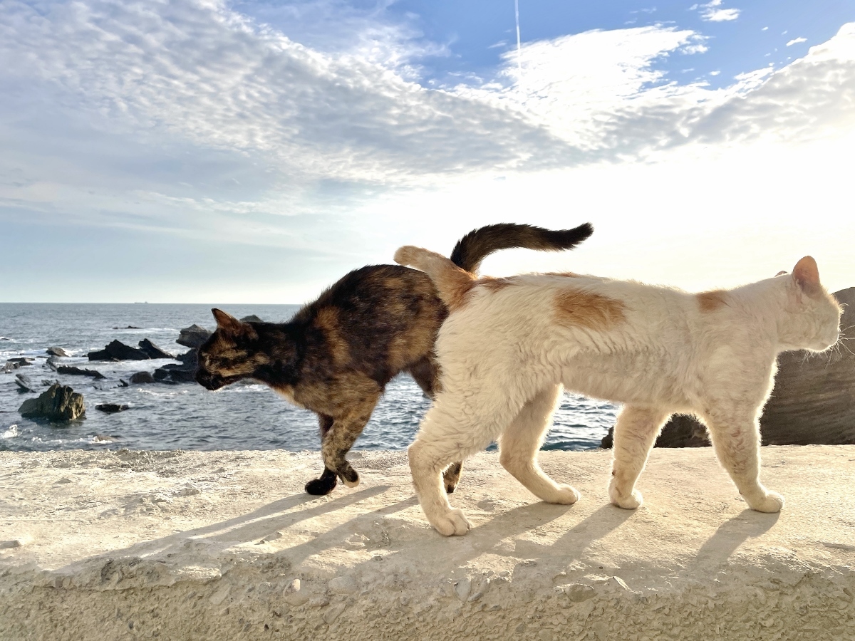 猫 ねこ ネコ 海 風景