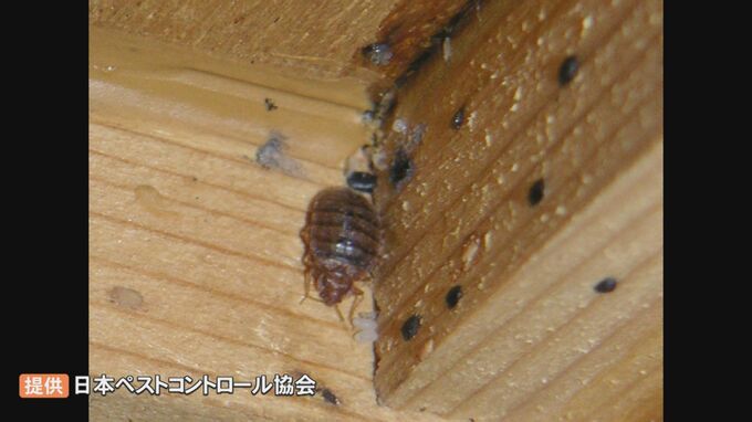 韓国で大発生「トコジラミ」日本でも拡大のおそれ、専門家警鐘「殺虫剤成分に耐性」強力トコジラミ