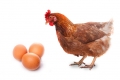 Attention-Economy-Chicken-and-Egg-Adobe-Stock-resized.jpg
