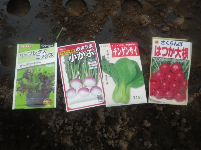 小物野菜4_23_10_10