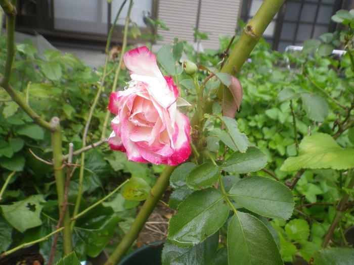 薔薇2_23_10_21