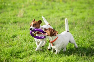 sportive-dog-performing-during-lure-coursing-competition.jpg