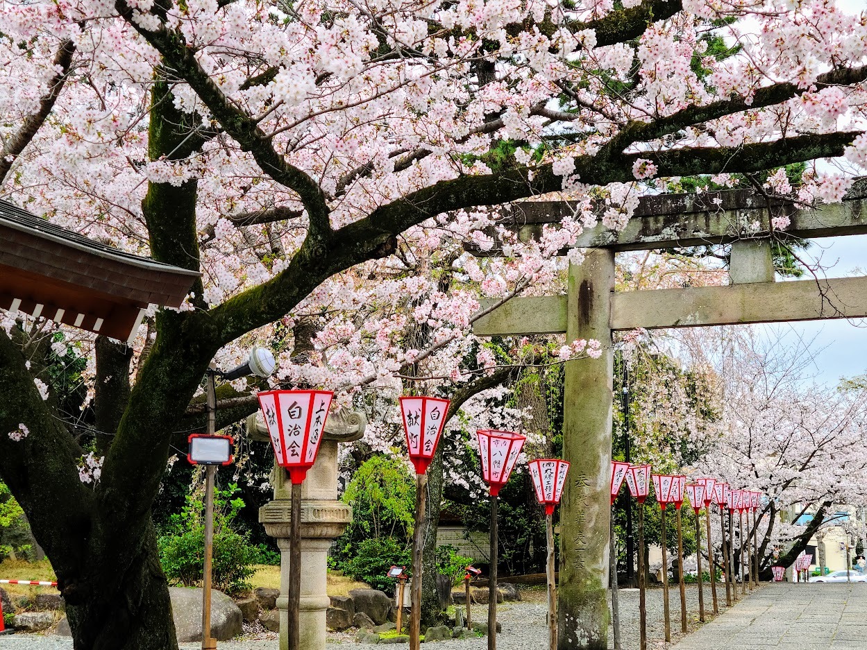 沼津日枝神社2023春幻日のヨハネ聖地 (6)