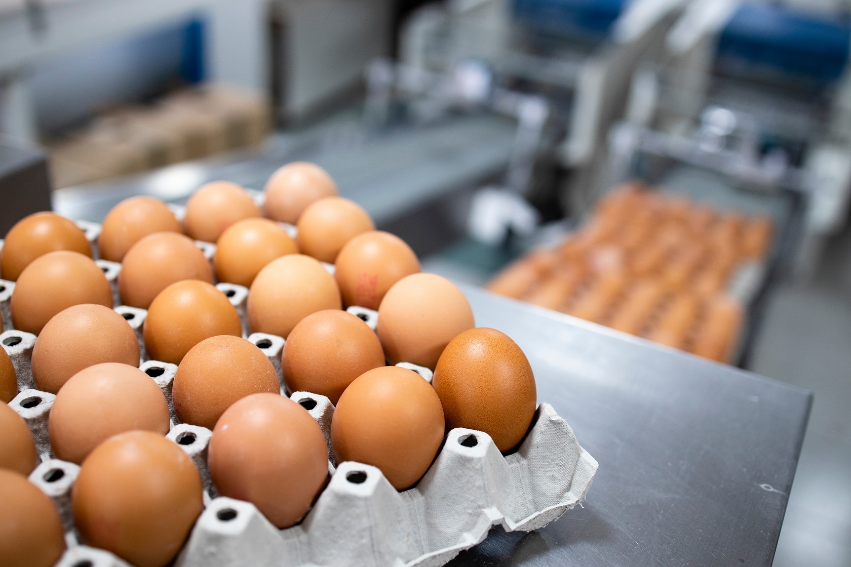 米国の卵の価格 (1)