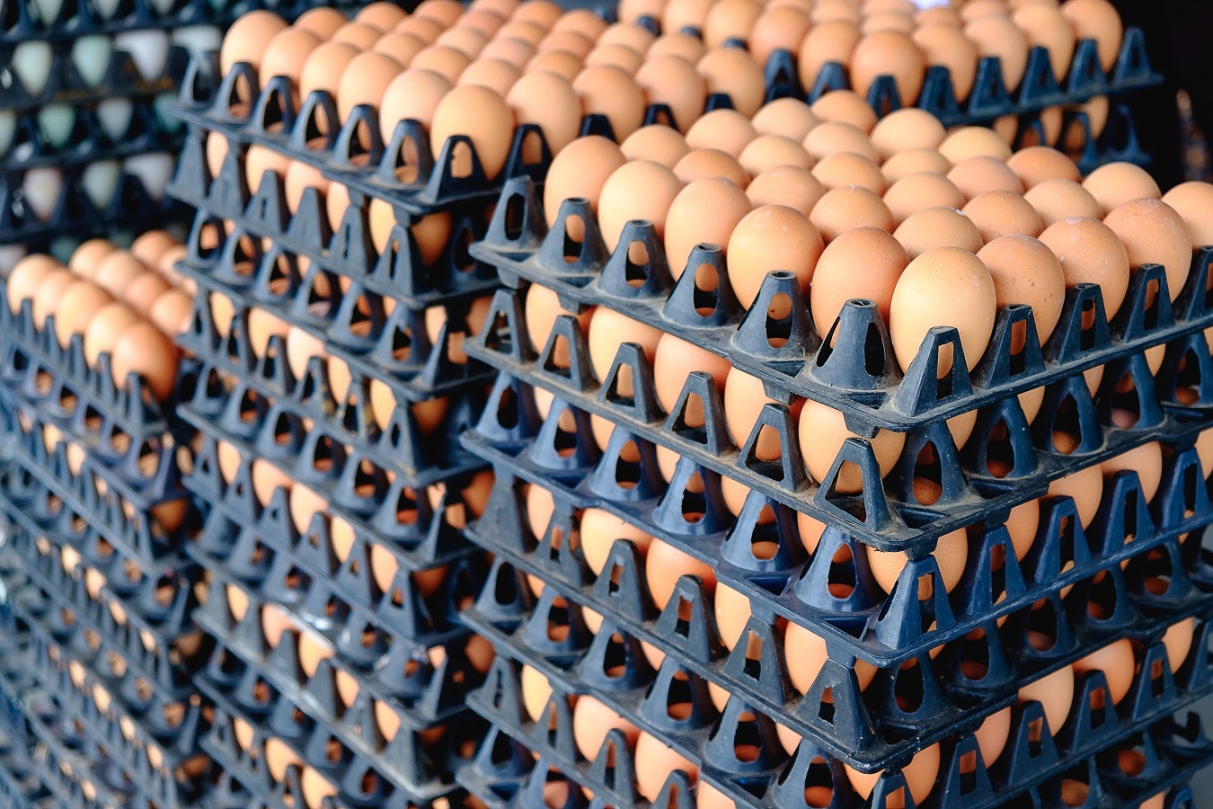 米国の卵の価格 (3)