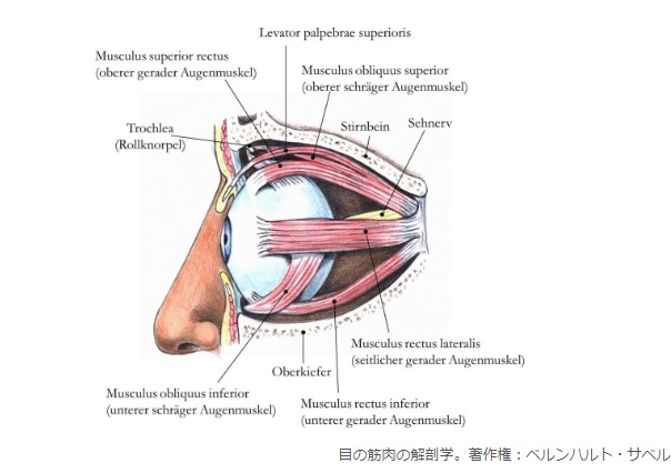 目の筋肉の解剖学