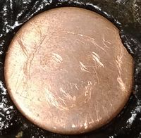 柴犬銅メダル (1)