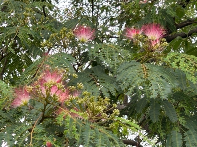 合歓の木の花