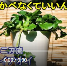 ホテイアオイの鉢植え動画