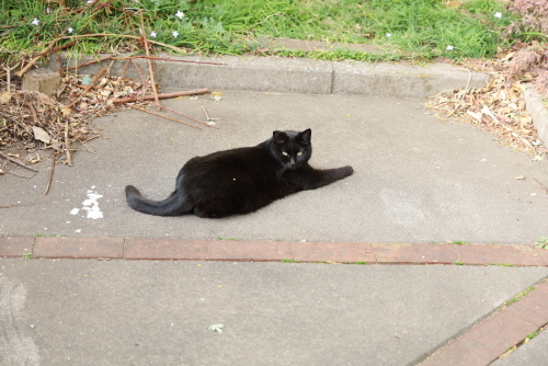 黒猫の庭