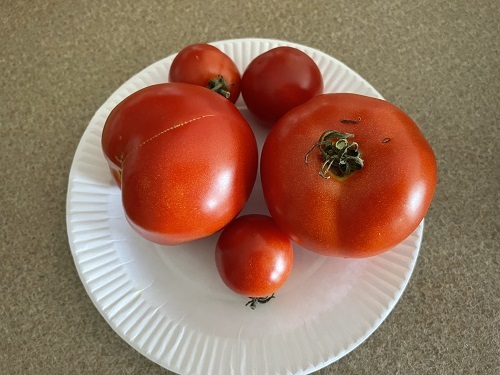 Riped Tomato