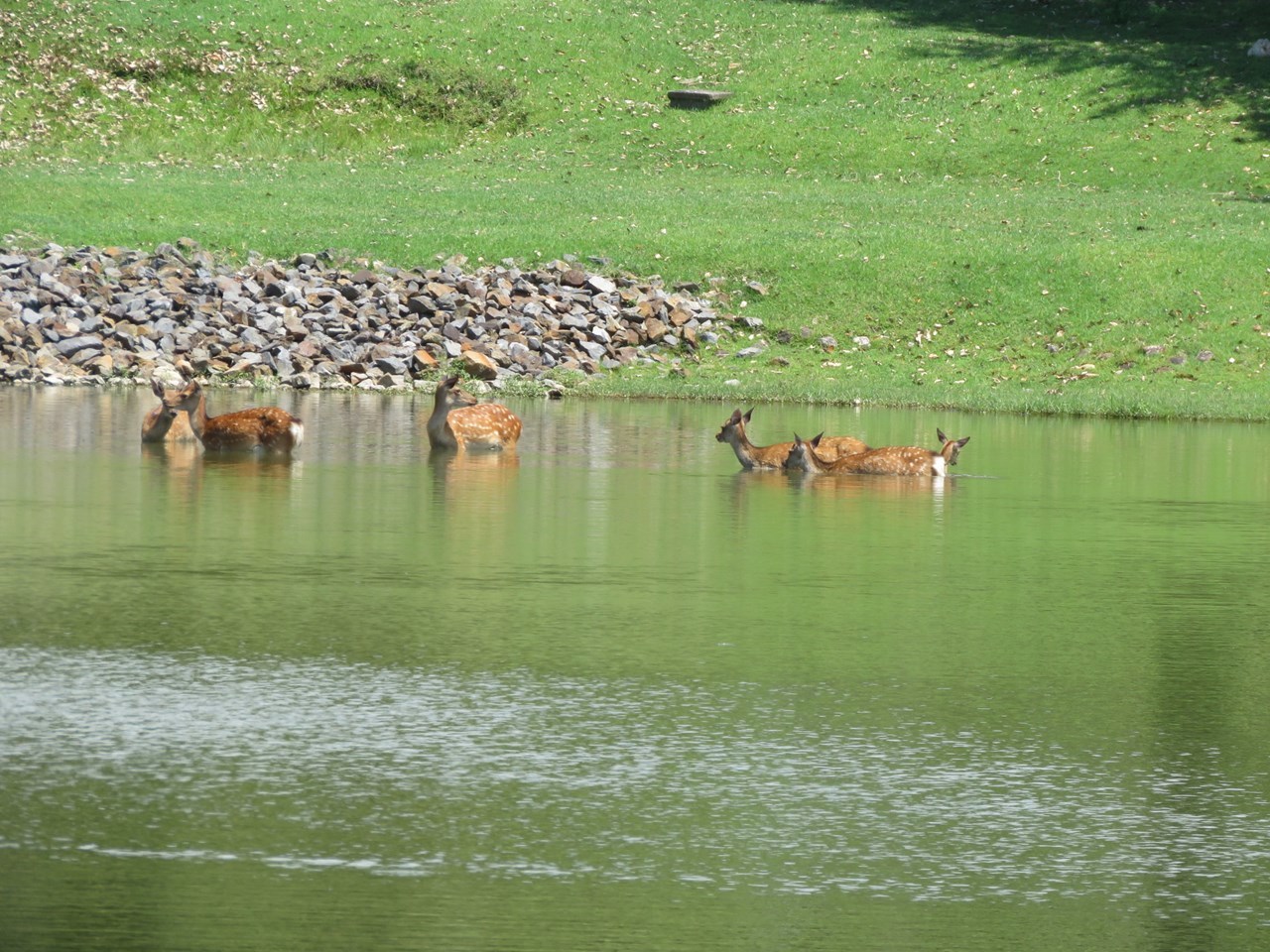 s-鹿の水遊び