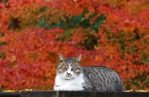 晩秋の猫