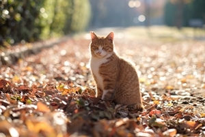 枯れ葉の中の猫