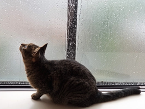 雨の猫