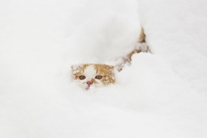 大雪のネコ