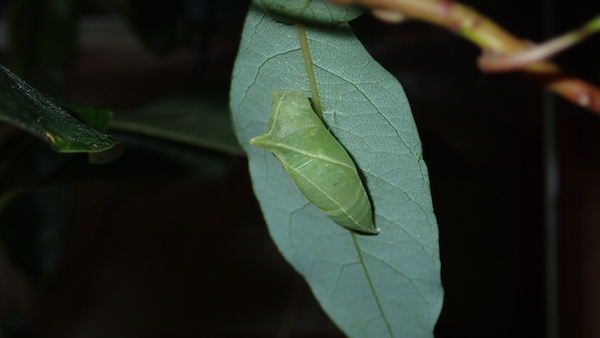 アオスジアゲハ蛹緑型