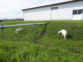 【写真】農園内の土手で草を食べるアランとポール