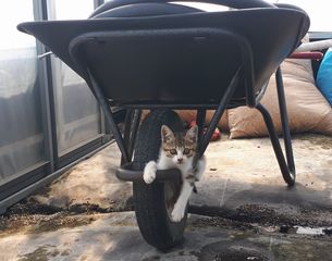 【写真】一輪車（ネコ）のタイヤ上にもたれて休む子猫のキンちゃん