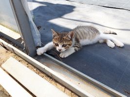 【写真】本圃ハウスの入り口で中の作業を眺める子ネコのキンちゃん