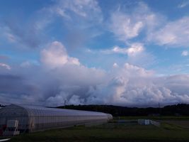 【写真】農園の南の空に広がる雨雲の様子