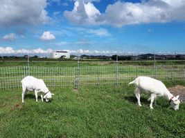 【写真】青空の下、仲良く草を食べるアランとポール