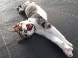 【写真】大きく口を開けてのびをする子ネコのキンちゃん