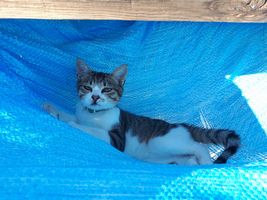 【写真】登り台にかけてあるブルーシートをハンモック代わりにしてくつろぐ子ネコのキンちゃん