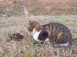【写真】モグラの土山（モグラ塚）を見つめる子ネコのキンちゃん