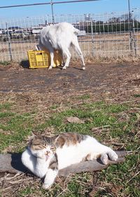 【写真】アランフィールドでくつろぐ子ネコのキンちゃん（後ろにはエサを食べるポール）
