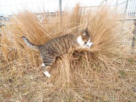 【写真】手袋をくわえて草むらに飛び込む子ネコのキンちゃん