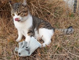 【写真】手袋との一人遊びを終えて舌をだしている子ネコのキンちゃん