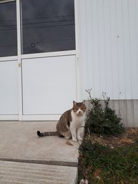 【写真】クラブハウスの正面入口でヤマト運輸のドライバーさんを待つ子ネコのキンちゃん