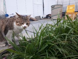 【写真】草を摘まもうとしている子ネコのキンちゃん