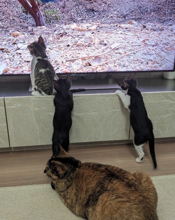 鶴姫⑬保護して1ヶ月半の現在、猫TVが大好きなチビっ子達を見守るベルママです。（ベル、トト、ジジ、キキ）