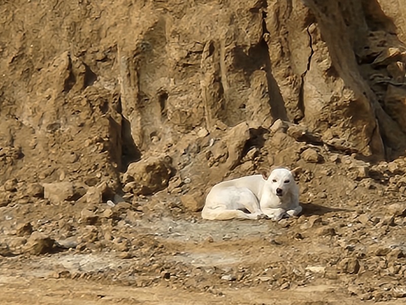 東温市パトロールの写真⑧新たに整備工事が進んでいる田窪第２工業団地の盛り土のそばで１匹の白い犬ちゃんがくつろいでいました。