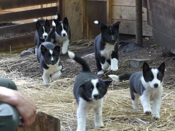 ベアドッグ（クマ対策特殊犬のレラ）国内で初めて誕生したベアドッグの子犬６頭２