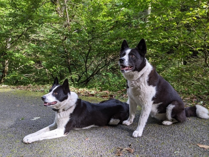 ベアドッグ（クマ対策特殊犬のレラ）レラ４歳(左),タマ８歳(右)