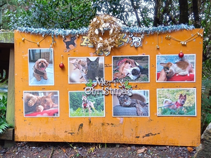 アークさんのワンちゃん猫ちゃん達の写真もクリスマスモードに　23年アグネス