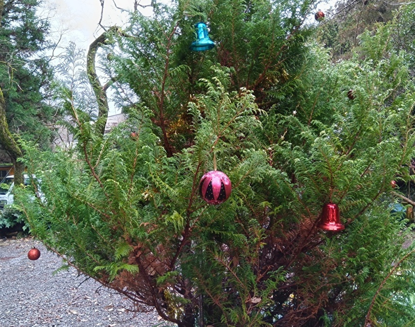 入り靴付近の木もクリスマス　23年アグネス