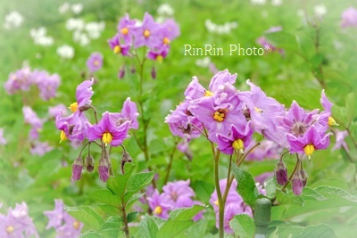 2023年5月富岡田圃赤紫色のジャケットの花