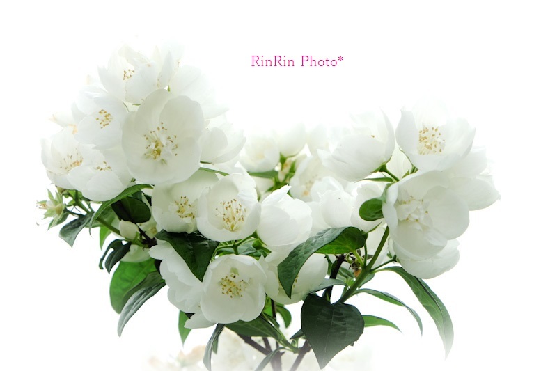 2023年5月青梅の花庭白いバラ