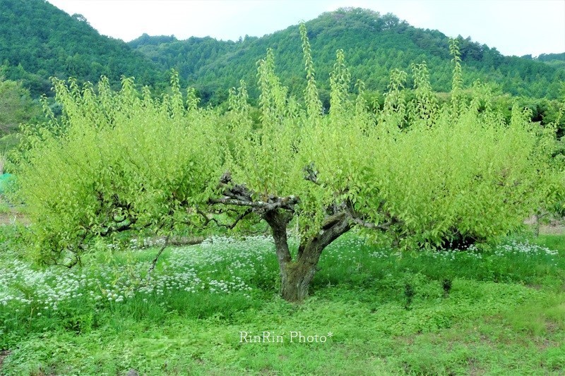 2023年9月永田梅の木とニラの花