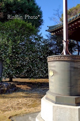 2023年12月廣渡寺山茶花と水鉢