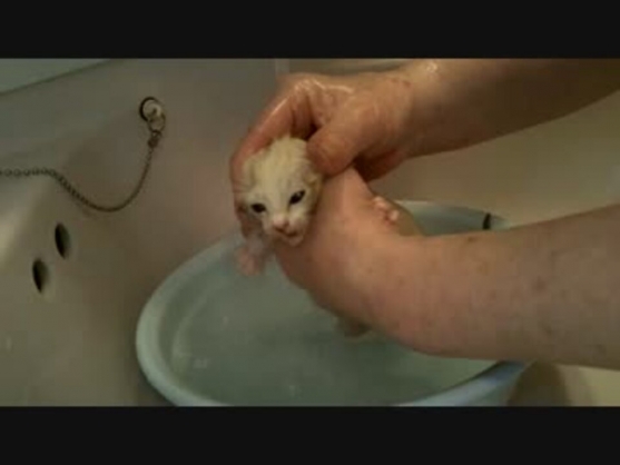 【悲報】ニコニコにある『子猫虐待動画 (実際は保護して風呂に入れて飯あげてるだけ)』がマスターカードの要請で非公開にされニコ厨騒然